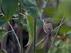 Cozumel Vireo - Cozumel-vireo photo - Lennaert Steen photos at pbase.