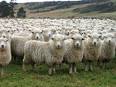 The dk Report: The Herd