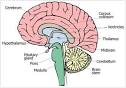 Brain-Side View