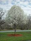 <b>Pyrus</b> calleryana Decne.