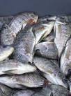 The Legality and Sustainability of European Union Fisheries Policy ...