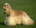 American Cocker Spaniel | Dog breed world
