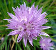 Allium schoenoprasum Chives PFAF Plant Database