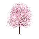 http://dragonartz.files.wordpress.com/2009/10/vector-pink-cherry-blossom-tree-02-by-dragonart.jpg%3Fw%3D495%26h%3D495