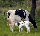 PolkaDots ZOO project: calf & cow