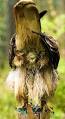 Cloaca - Wikipedia, the free encyclopedia