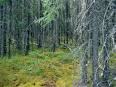 Woods Hole Research Center – Boreal Forest and Arctic Tundra Dynamics