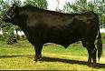 American Wagyu Association - Wagyu - What Are They?