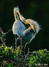 ClarkVision Photograph - The Kiss, Great Blue Herons at Sunset #