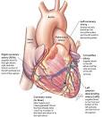 Your Coronary Arteries