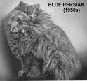 Longhair Cats