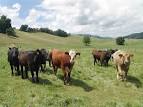 Grass Fed Beef Cattle at Pasture - Vegetarian - ProCon.