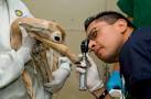 2009_1007_gazelle4.2
