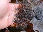 Frog egg mass public domain - via Daymix