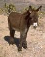 Animal Facts - Donkeys