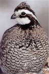 Game Bird for Sale | Game Bird Hatchery | Pheasants Eggs Hatchery