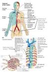 the lymphatic system