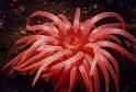 Sea Anemones
