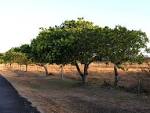 UF/IFAS Okeechobee Extension Service | Cashews