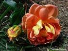 Pat Austin rose 
~Just our Pict ...