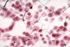 Connective Tissue Color Images