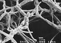 Amycolatopsis orientalis ATCC 19795