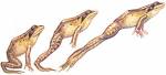 frog jump