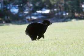 images?q=tbn:ANd9GcTGAinannLgk5pwQT89cnYBbXO2aovSMqy0vlpqMqrtroFaiWU&t=1&usg=__1icgSJXuQa1hNf3CRDGZ6kntd8Y=