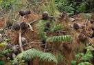 Cut pine branches bearing cones beside the footpath from which SX8962 : View - via Daymix
