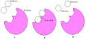 The maltase <b>enzyme</b> is a