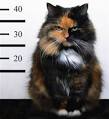 criminal cat images