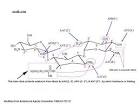 Aminoglycosides Mechanism of Resistance