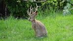 jackalope | Hydar Blog, v2.