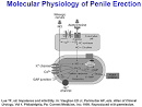 Issues in the Assessment and Treatment of Erectile Dysfunction ...
