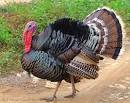 turkey bird