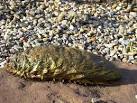 "Sea mouse" (Aphrodita aculeata). An Annelid marine worm not often seen, - via Daymix