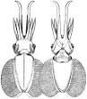 Chtenopteryx sicula - Wikipedia, the free encyclopedia
