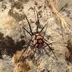 200px-Latrodectus_ ...