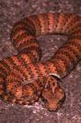 Death Adders Acanthophis: An overview, including descriptions of ...