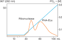 and <b>Phytohemagglutinins</b>