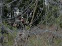 Foiled on sea, Pakistan steps up firing along LoC in Kashmir.