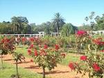 File:Rosedal Rosas rojas.jpg - via Daymix