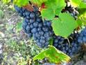 Jim's Loire: Informal concours des Touraine primeurs@