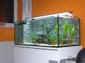 How to Troubleshoot Freshwater Aquarium Plants With Brown Spots