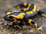 File:Fire Salamander.jpg - Wikimedia Commons