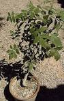 <b>Bursera</b> copallifera in Art