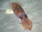 European Squid - Loligo vulgaris