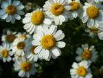 File:<b>Tanacetum</b> parthenium.jpg