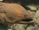 Moray Eel (Muraenidae) - Animals - A-Z Animals - Animal Facts ...