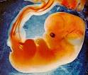 Flow brand new like a <b>fetus</b>